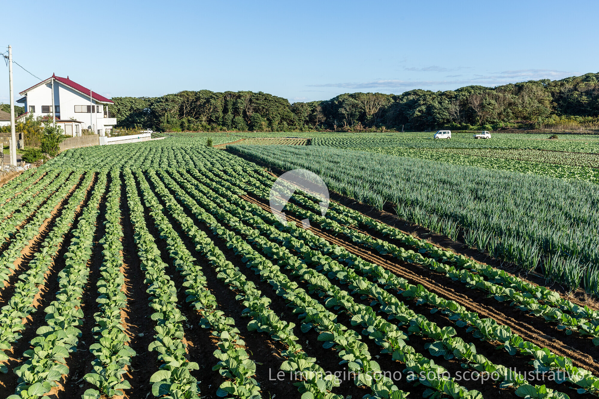 fresh-lettuce-and-green-onion-field-2025-03-26-03-04-03-utc