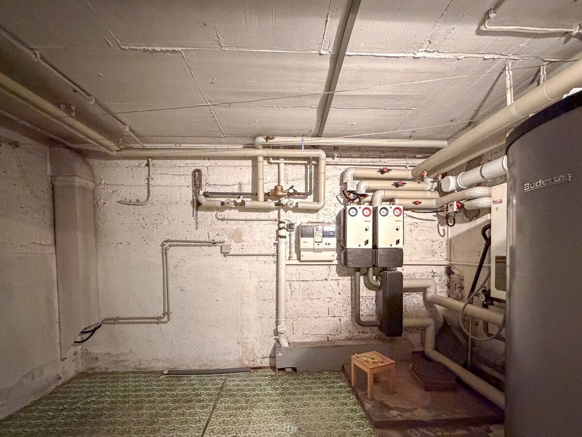 Koe RMH am Waldrand-19