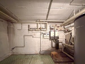 Koe RMH am Waldrand-19