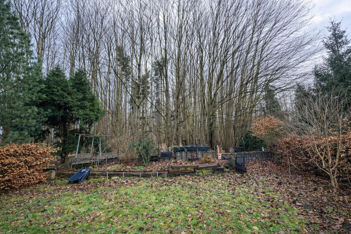 Blick in den Wald