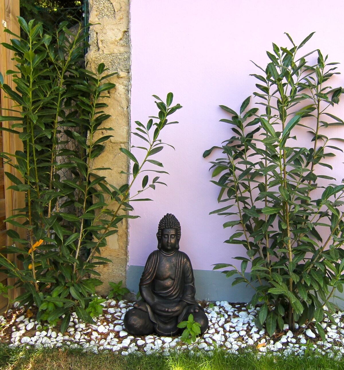 Buddha