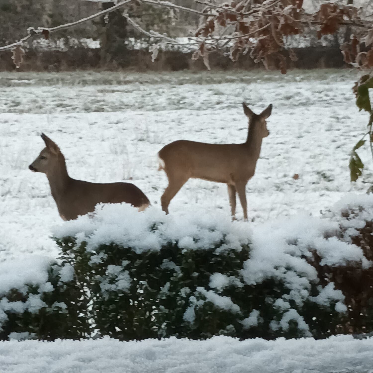 Besuch im Garten