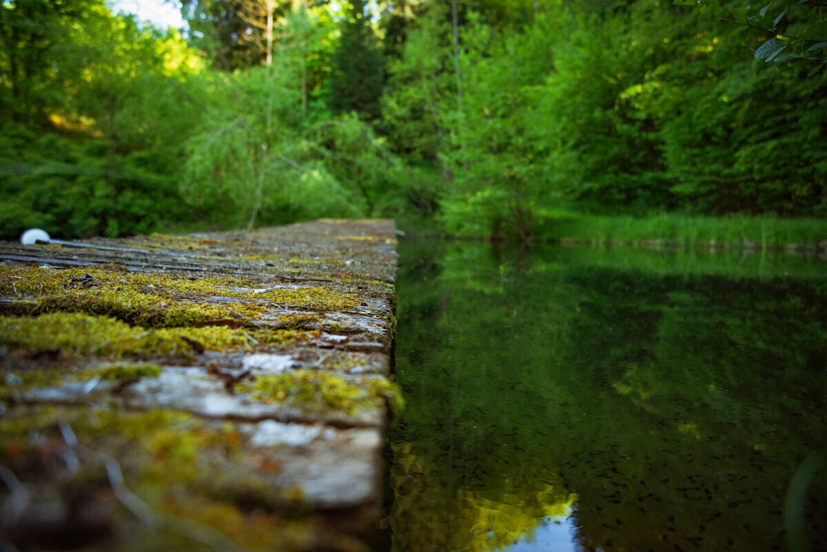 Teich