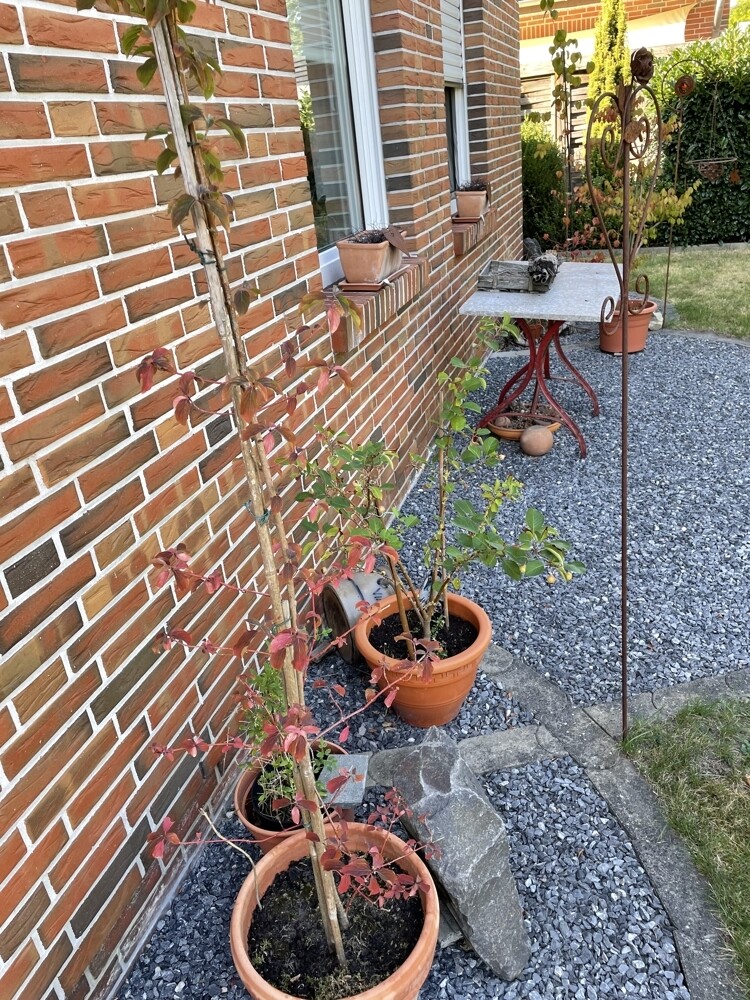 Ansicht Giebel vorne