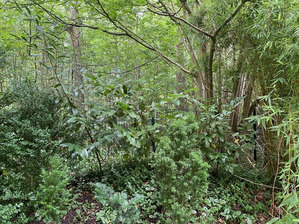 Grundstückgrenze Süd / Zaun