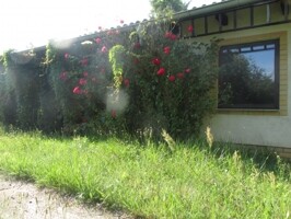 IMG_1019