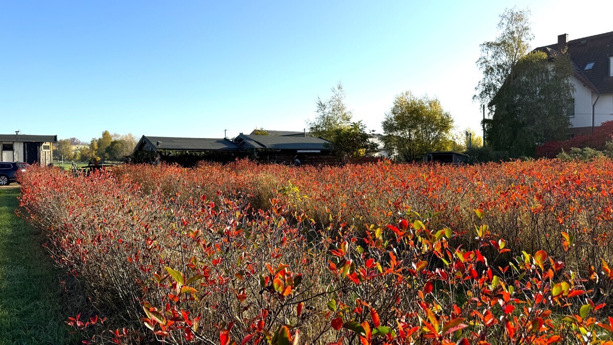 Aronia-Plantage