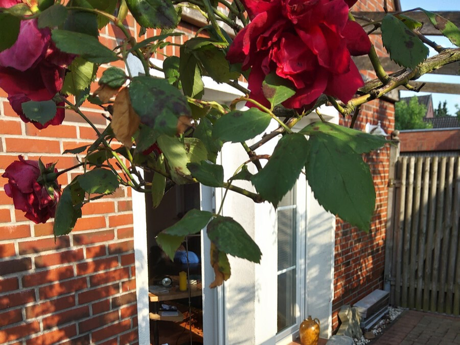 Impressionen Terrasse