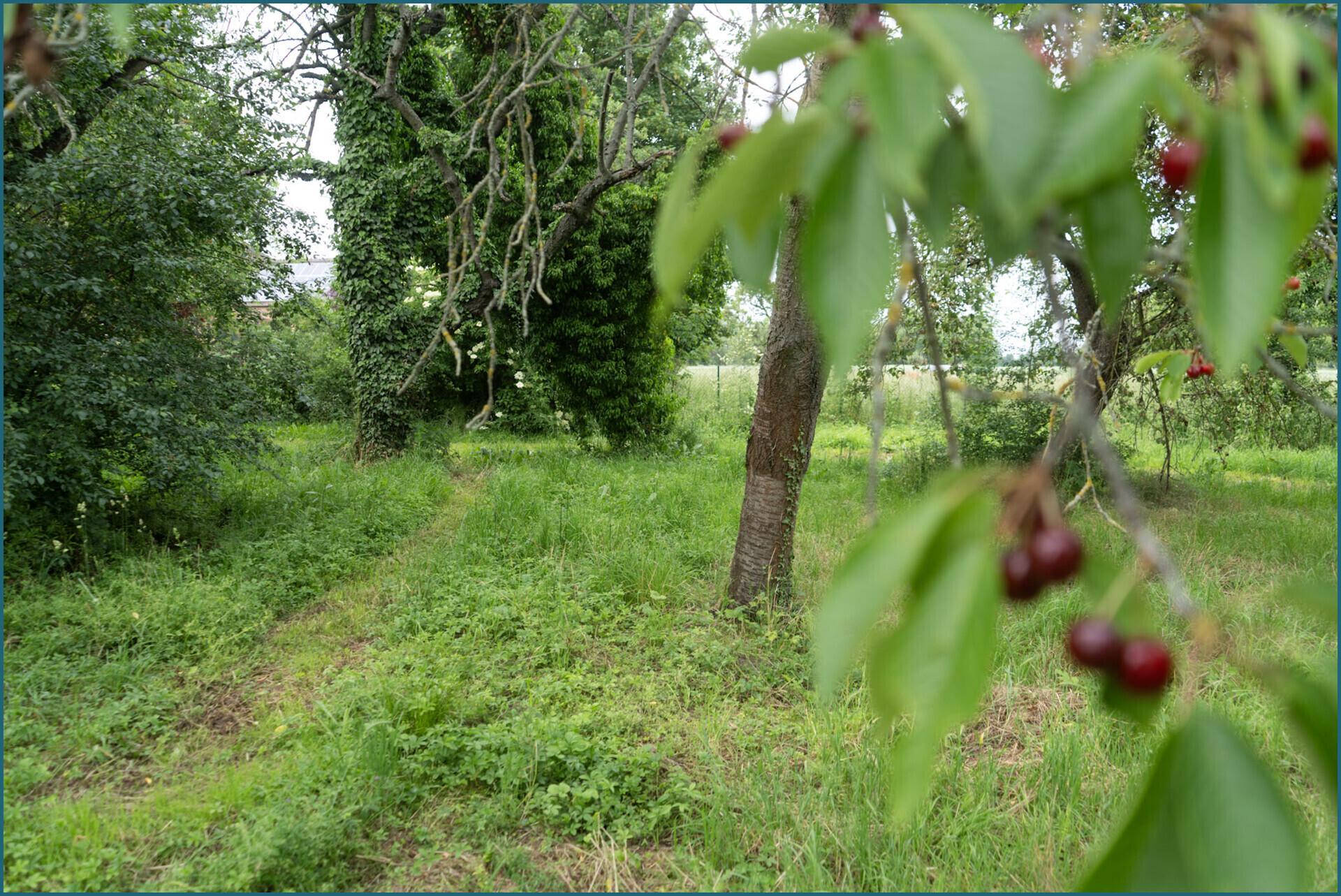 Garten 2