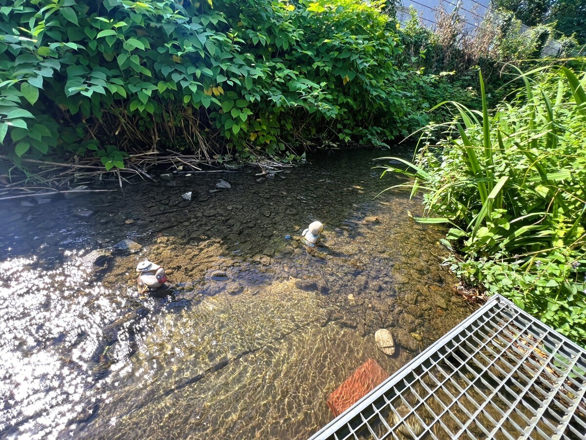 Bachlauf 