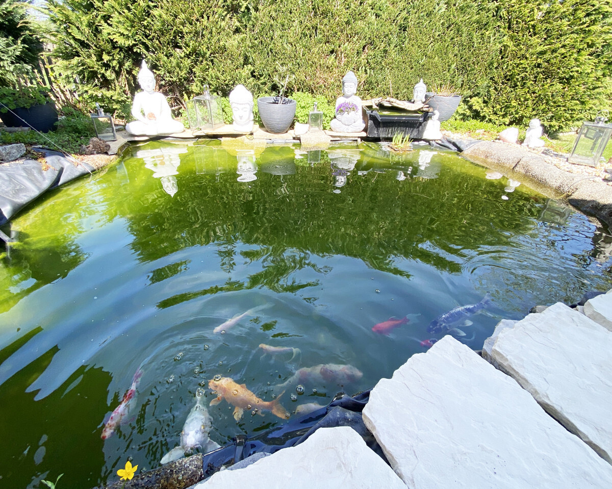 Teich privater Garten