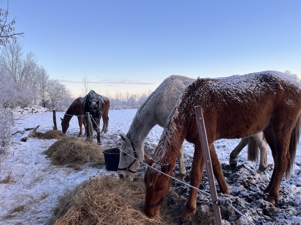Winterliche Impressionen