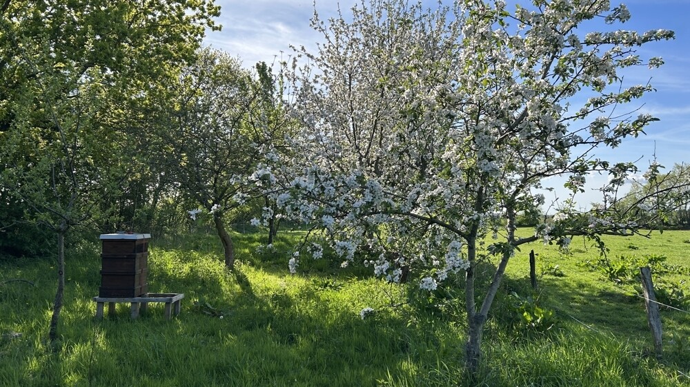 Obststreuwiese
