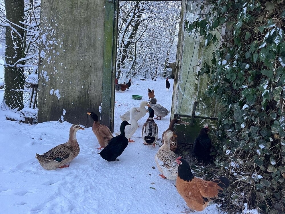 Winterliche Impressionen