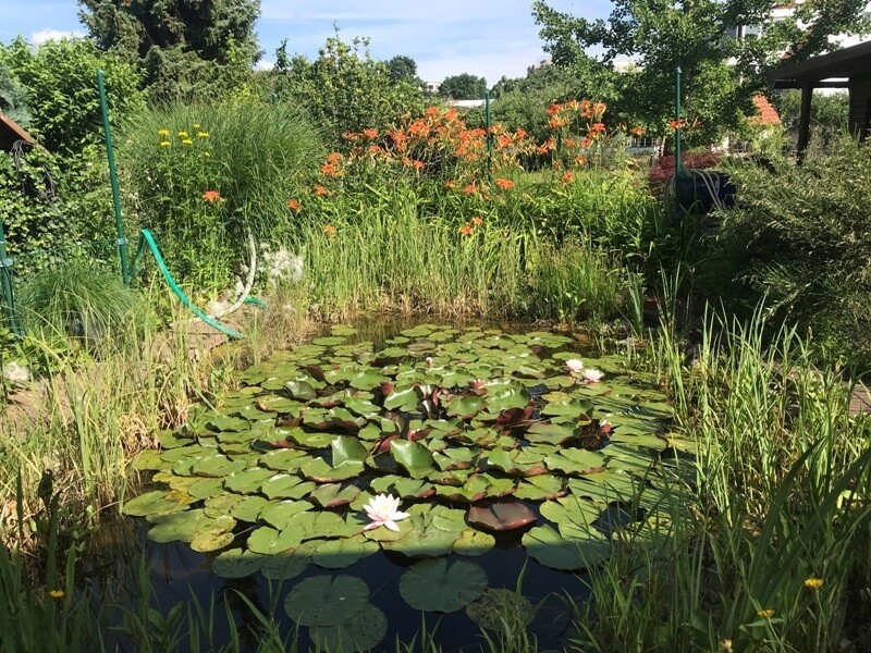 Sommerimpressionen Teichanlage