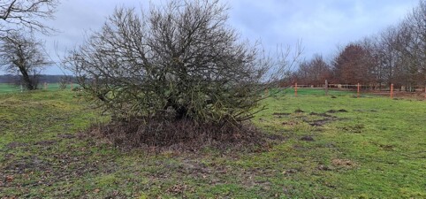 Weideland