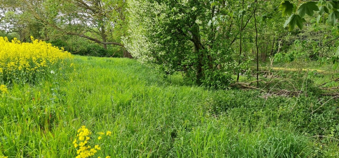 Blick zur Freifläche 