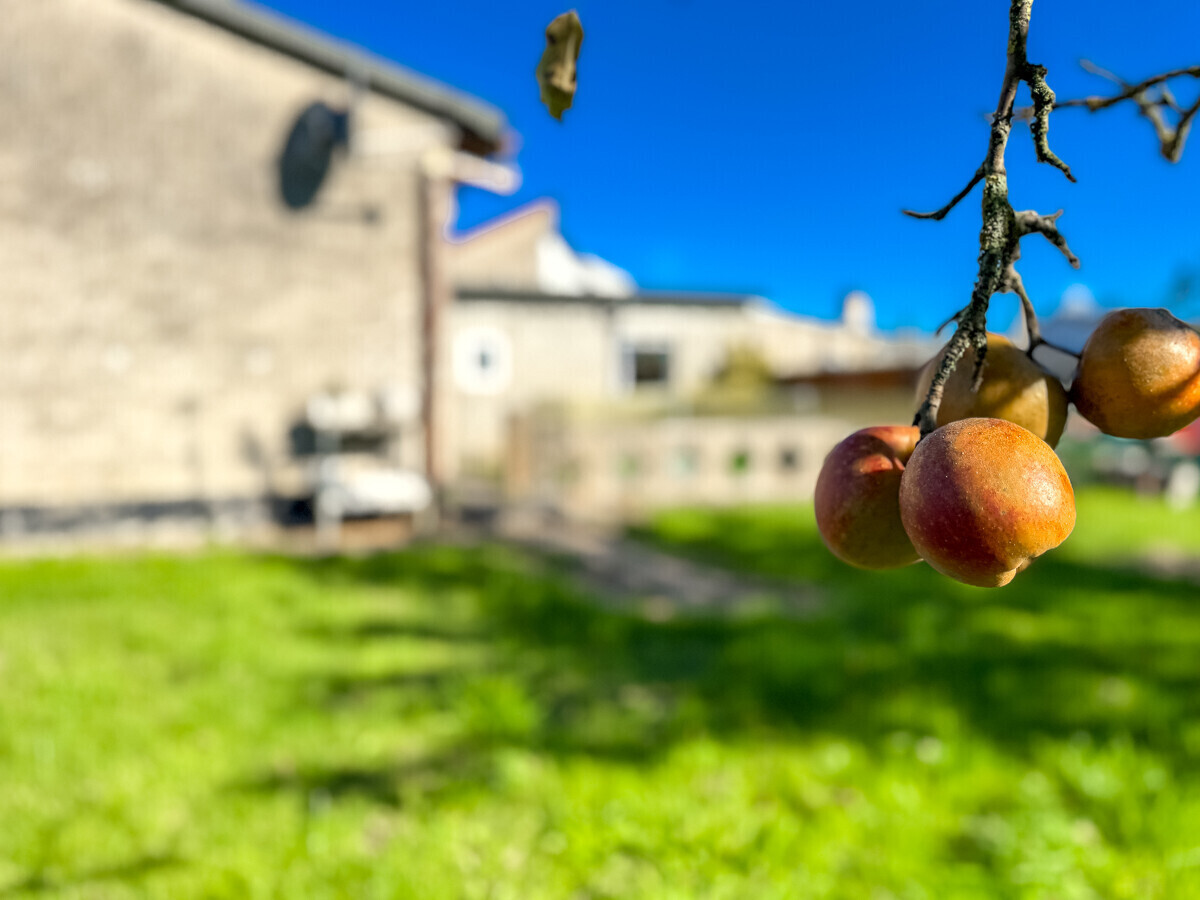 Obstbaum