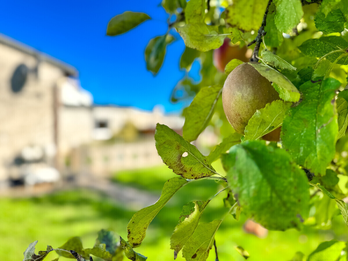  Obstbäume