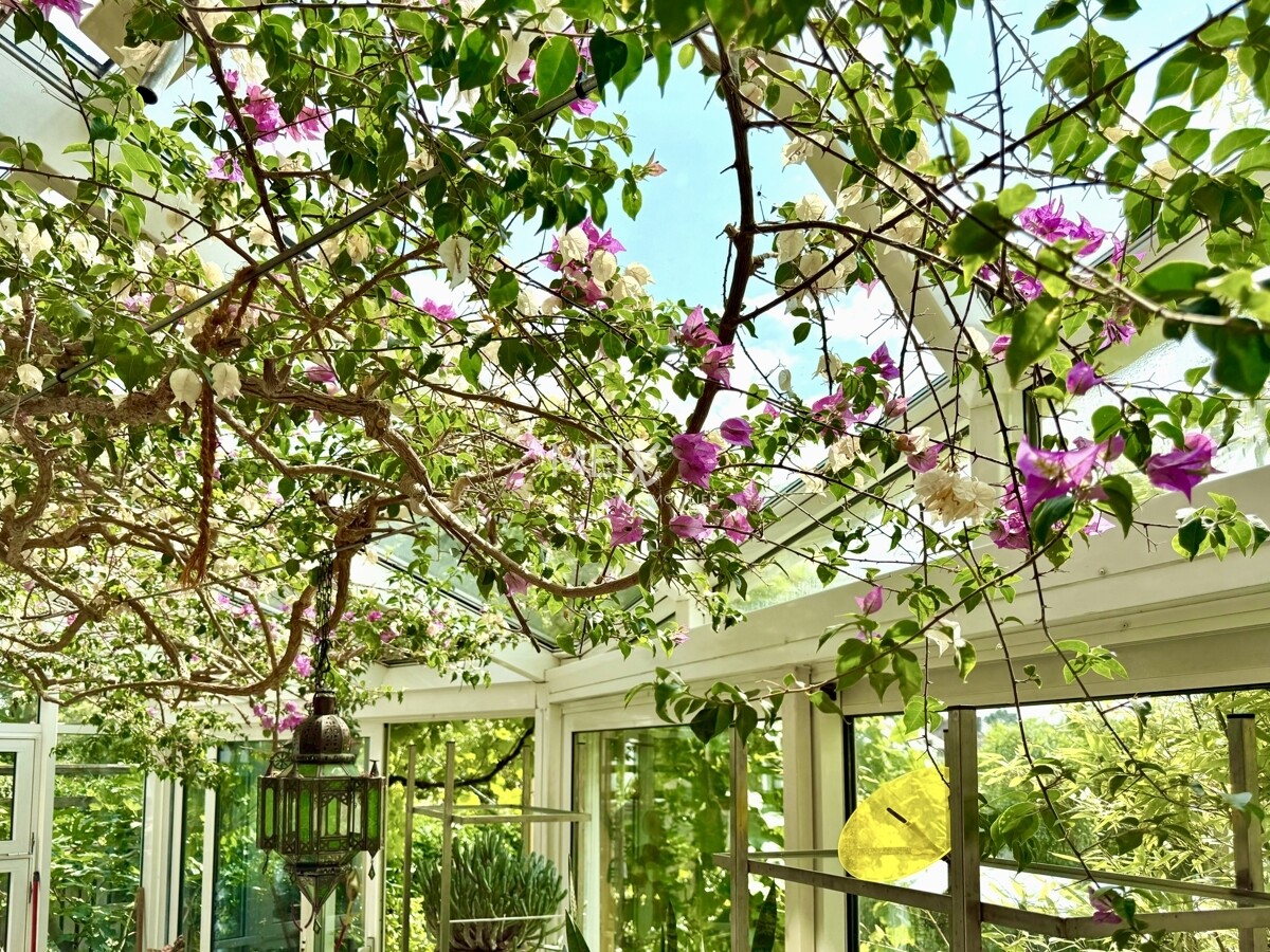 Die Bougainville verzaubert vom Frühlung bis zum Herbst