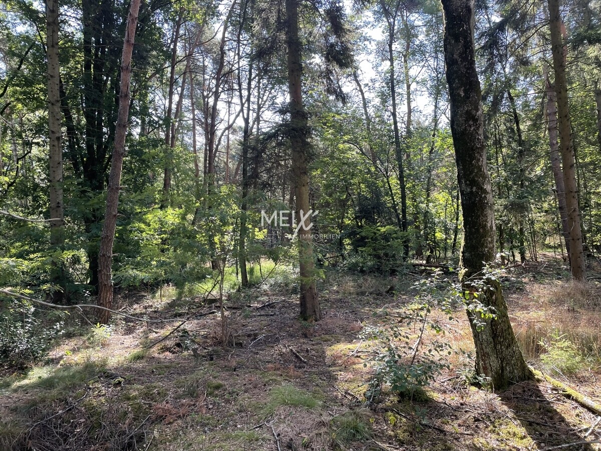 Ein Stück Natur, das sich in Ruhe entfalten darf