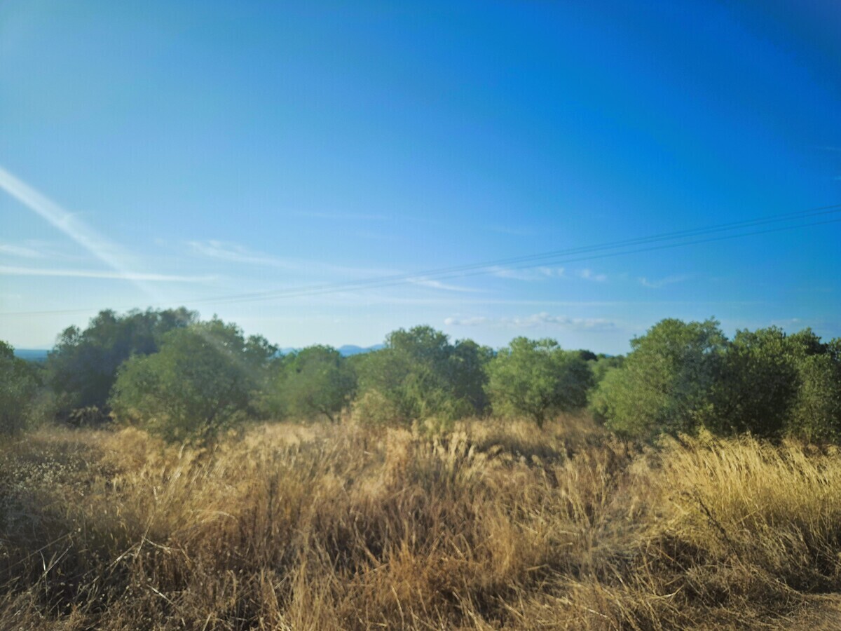 63 Olivos