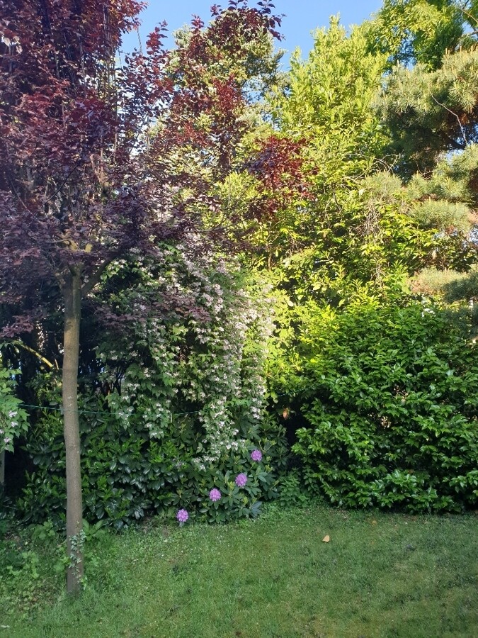 Baumbestand im Garten, Sommer