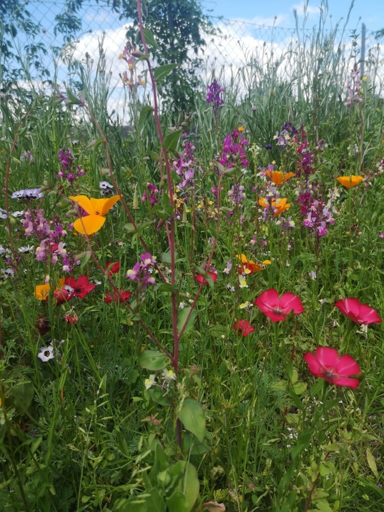 so schön ist der Garten