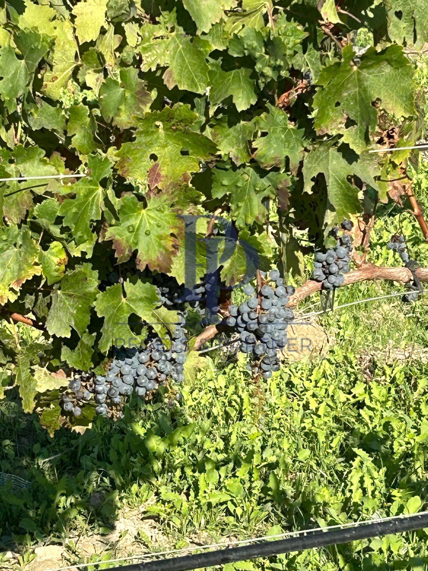 Wein