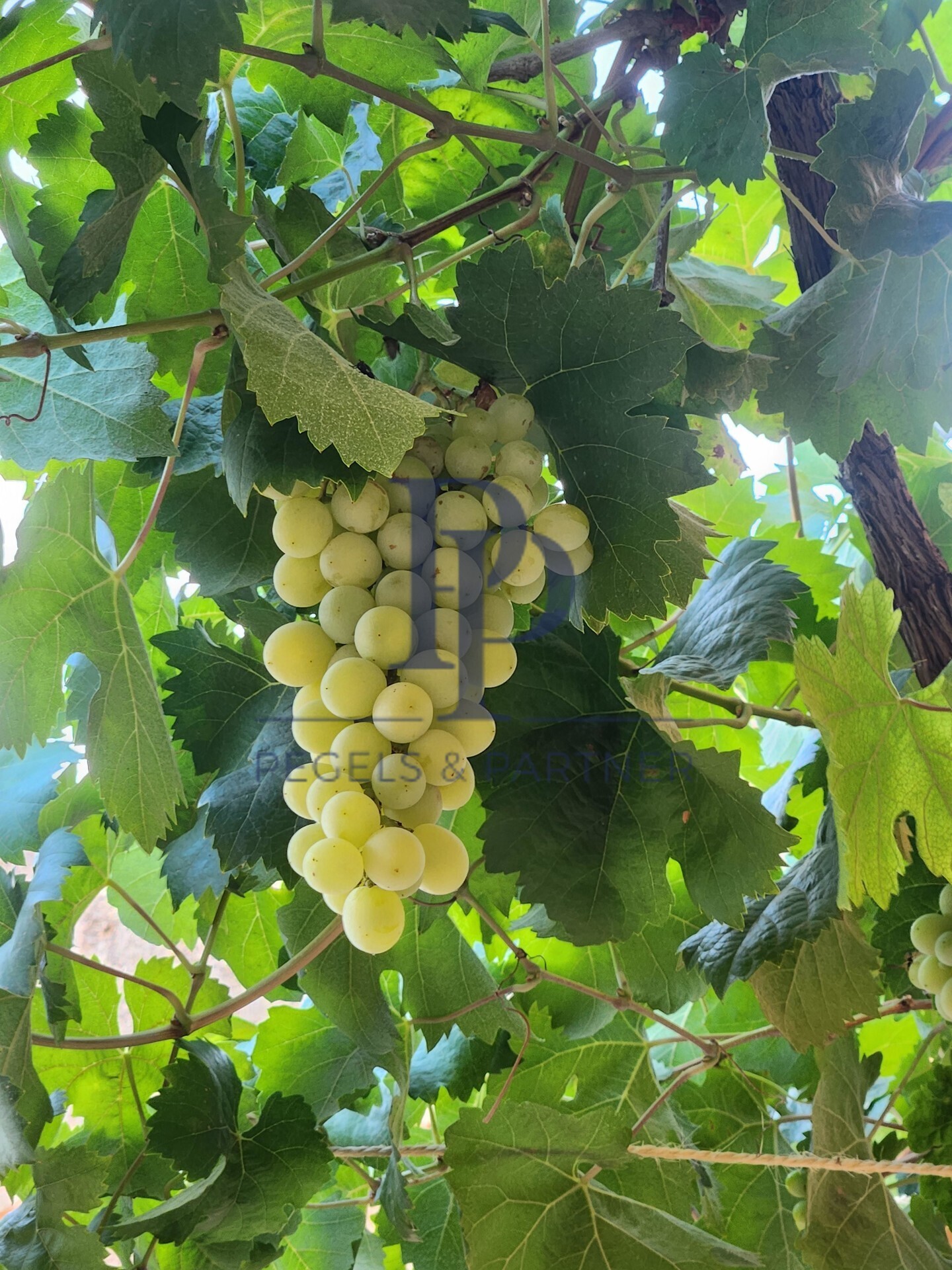 Wein