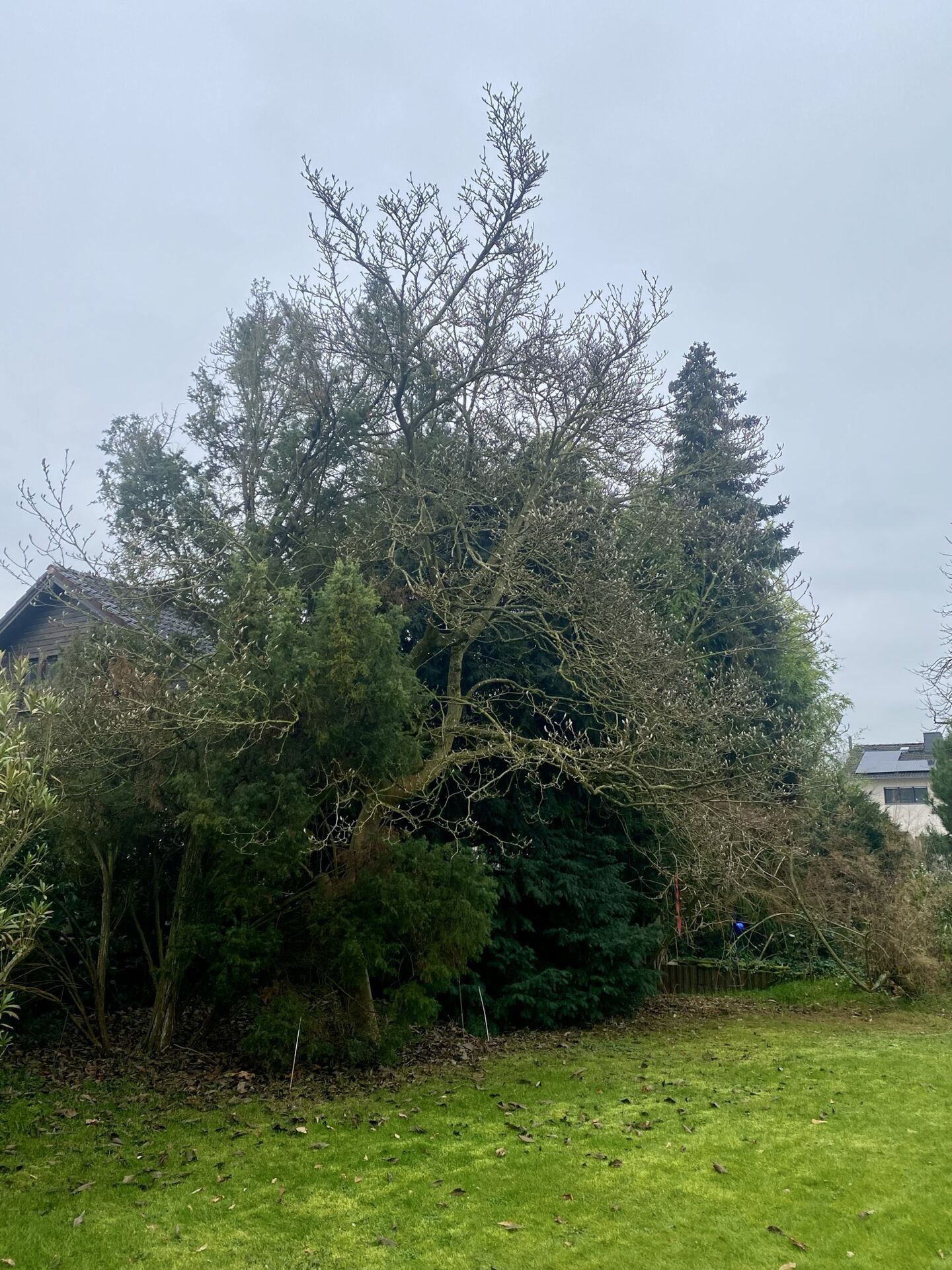 Garten Magnolie