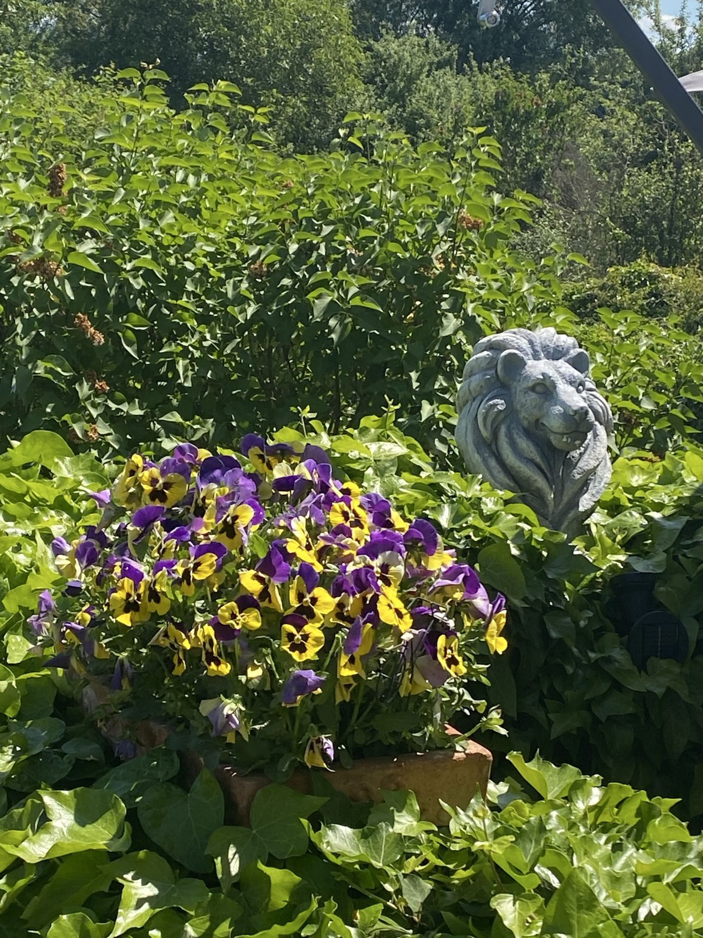 Impressionen Garten 1