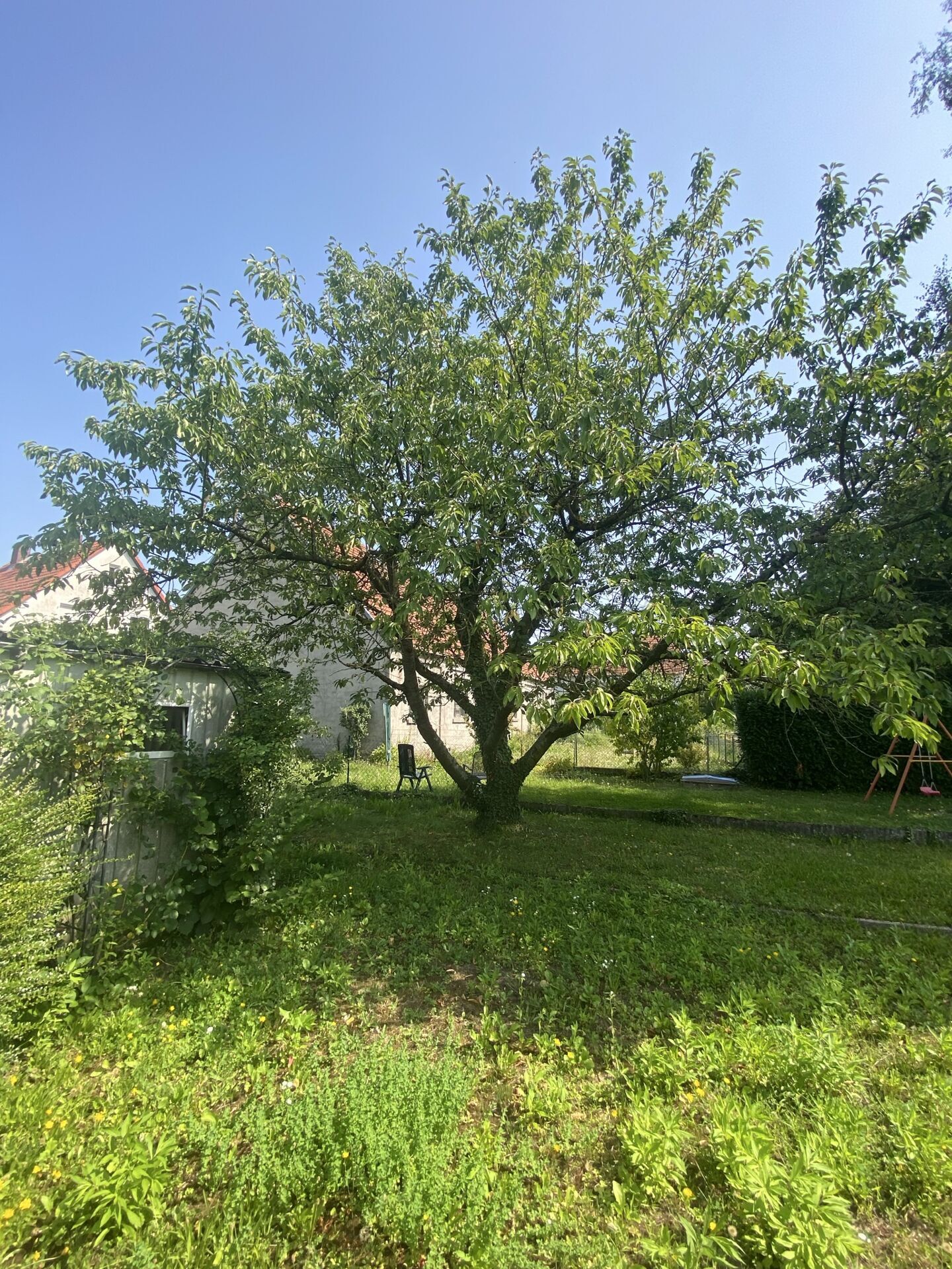 Grundstück Kirschbaum