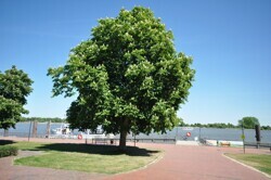Brake an der Weser