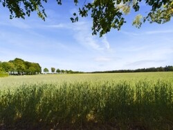 Blick aufs freie Feld