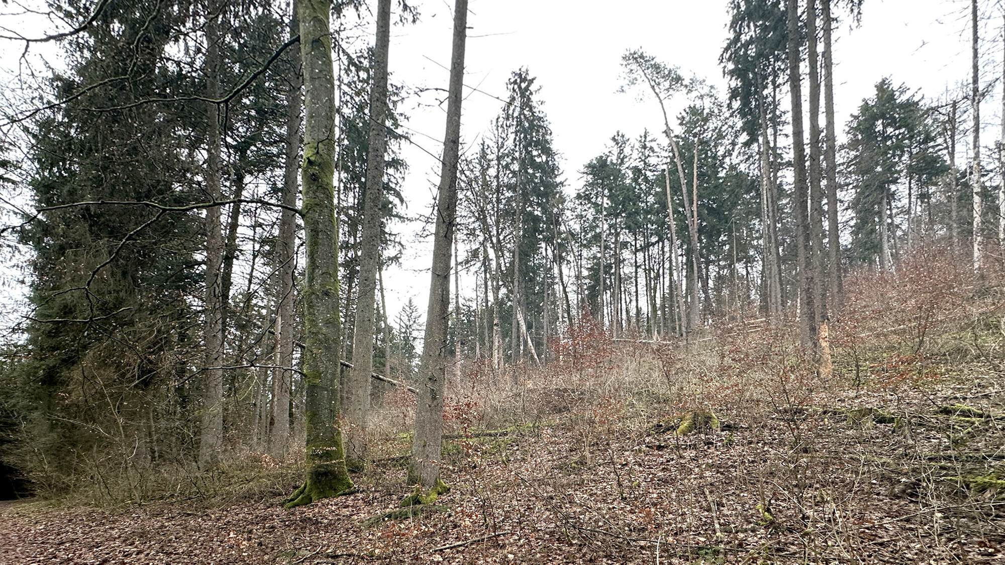 Blick Berg auf nach Osten