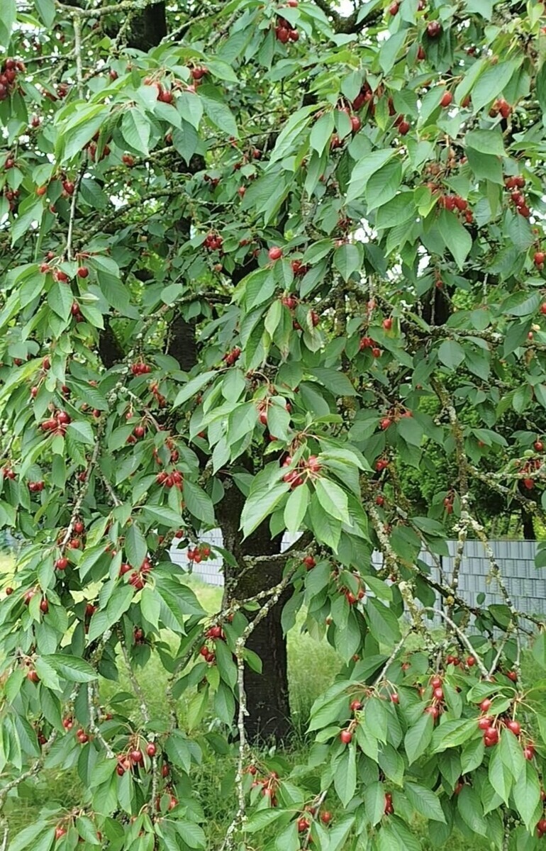 Kirschbaum