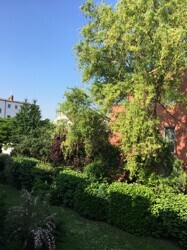 Blick ins Grüne