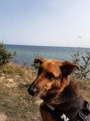 Für die Vierbeiner gibt es einen Hundestrand