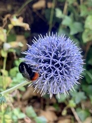 Gartenimpressionen