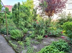 Garten (2)