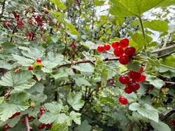 Beeren im Garten