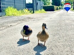 Enten im Dienst der Nachbarschaft
