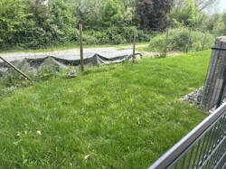 Gemeinschaftsgarten-Gartenfläche