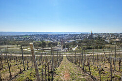 Blick vom Weinberghügel