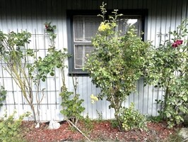 Haus 2 - Gartenhaus