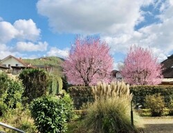 Blick in den Garten_SZ_EG