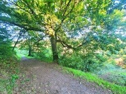 Waldweg von Ramberg kommend