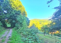 Waldweg von Ramberg kommend