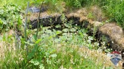 Teich